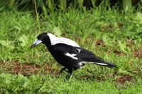 Taken August 8, 2022 in Encounter Bay, South Australia.